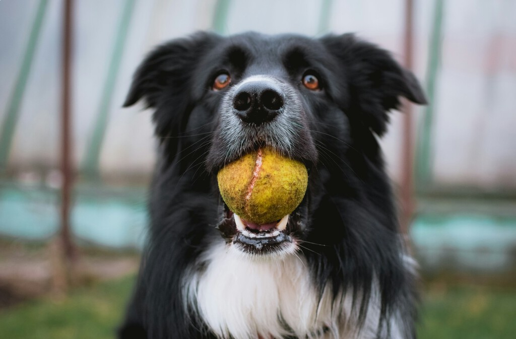 Estudio revela que los perros crean categorías mentales al entender palabras como ''pelota''